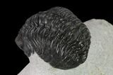 Adrisiops Weugi Trilobite - Recently Described Phacopid #137919-4